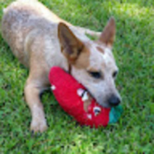 Meet your Posher, Rick